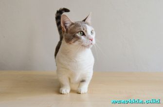 как манчкин сидит и спит