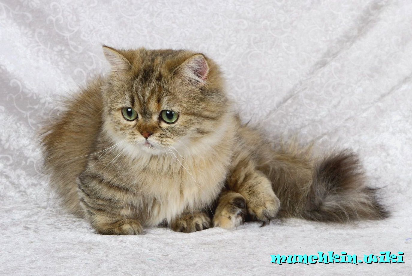 персидский манчкин