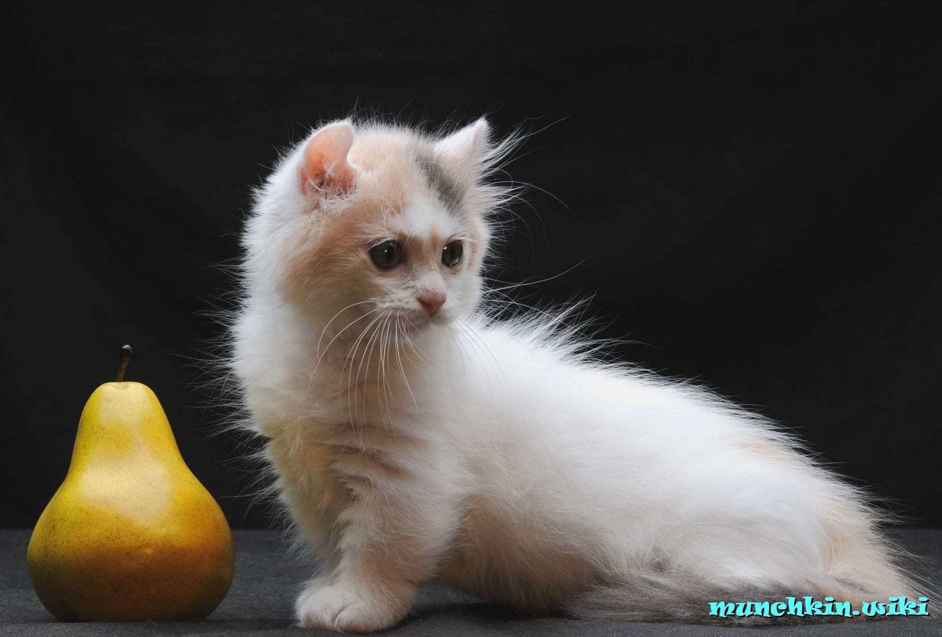чем кормить манчкина