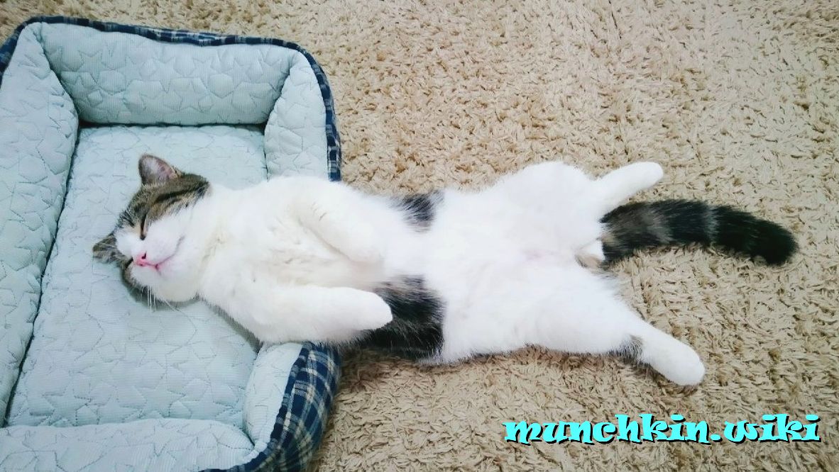 котенок манчкин спит