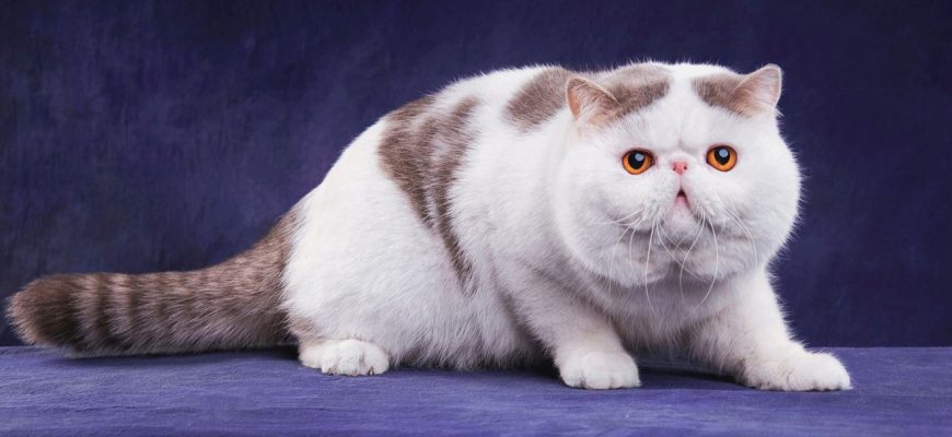 персидский манчкин