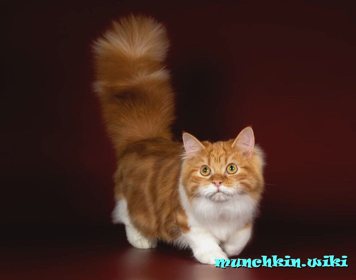порода манчкин